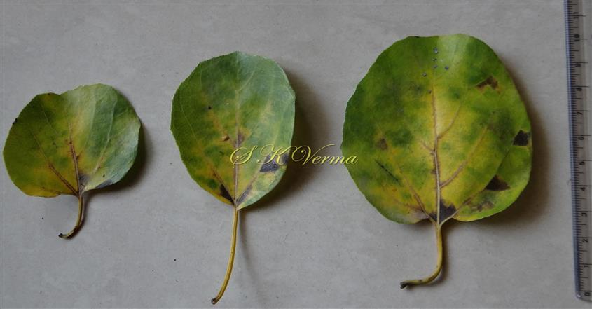  Leaves